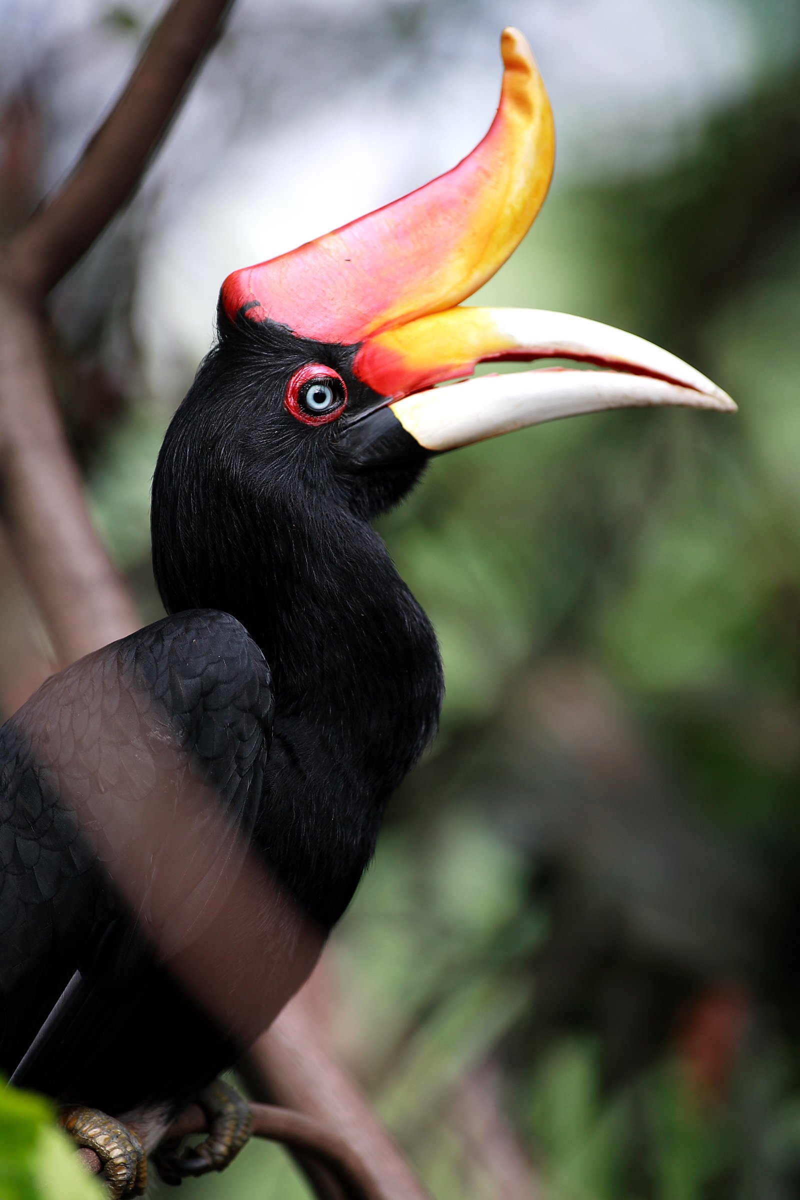 Hornbill